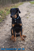 beauceron-net.de