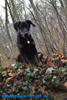 beauceron-net.de