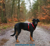 beauceron-net.de