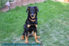 beauceron-net.de