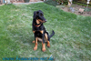 beauceron-net.de