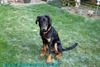 beauceron-net.de