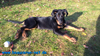 beauceron-net.de