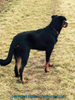 beauceron-net.de