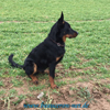 beauceron-net.de