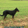 beauceron-net.de