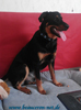 beauceron-net.de