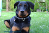 beauceron-net.de