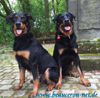 beauceron-net.de