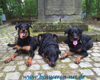 beauceron-net.de