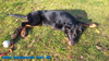 beauceron-net.de