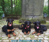 beauceron-net.de