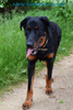 beauceron-net.de