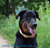 beauceron-net.de