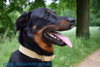 beauceron-net.de