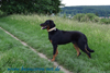 beauceron-net.de