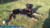 beauceron-net.de