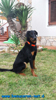 beauceron-net.de