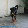 beauceron-net.de