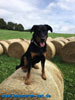 beauceron-net.de