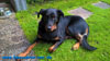 beauceron-net.de