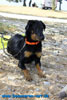 beauceron-net.de