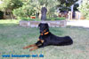 beauceron-net.de