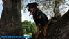 beauceron-net.de