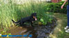 beauceron-net.de