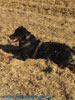 beauceron-net.de