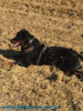 beauceron-net.de