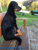 beauceron-net.de