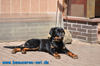 beauceron-net.de