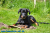 beauceron-net.de