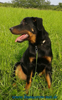 beauceron-net.de