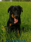 beauceron-net.de