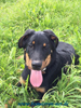 beauceron-net.de