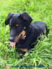 beauceron-net.de