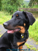 beauceron-net.de