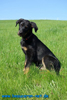 beauceron-net.de