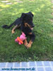 beauceron-net.de