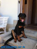 beauceron-net.de