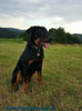 beauceron-net.de