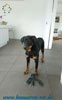 beauceron-net.de