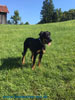 beauceron-net.de