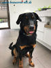 beauceron-net.de