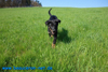 beauceron-net.de