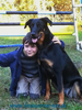 beauceron-net.de