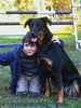 beauceron-net.de