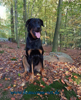 beauceron-net.de